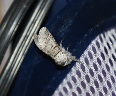 Furcula occidentalis