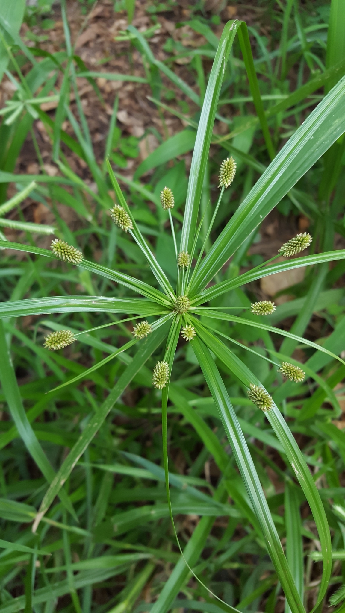 (c) François Rousseu, certains droits réservés (CC BY-NC) https://www.inaturalist.org/observations/109248630
