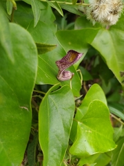 Aristolochia triangularis