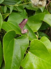 Aristolochia triangularis