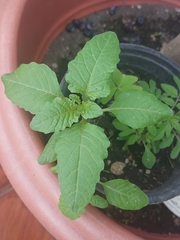 Nicandra physalodes