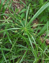Cyperus thomensis