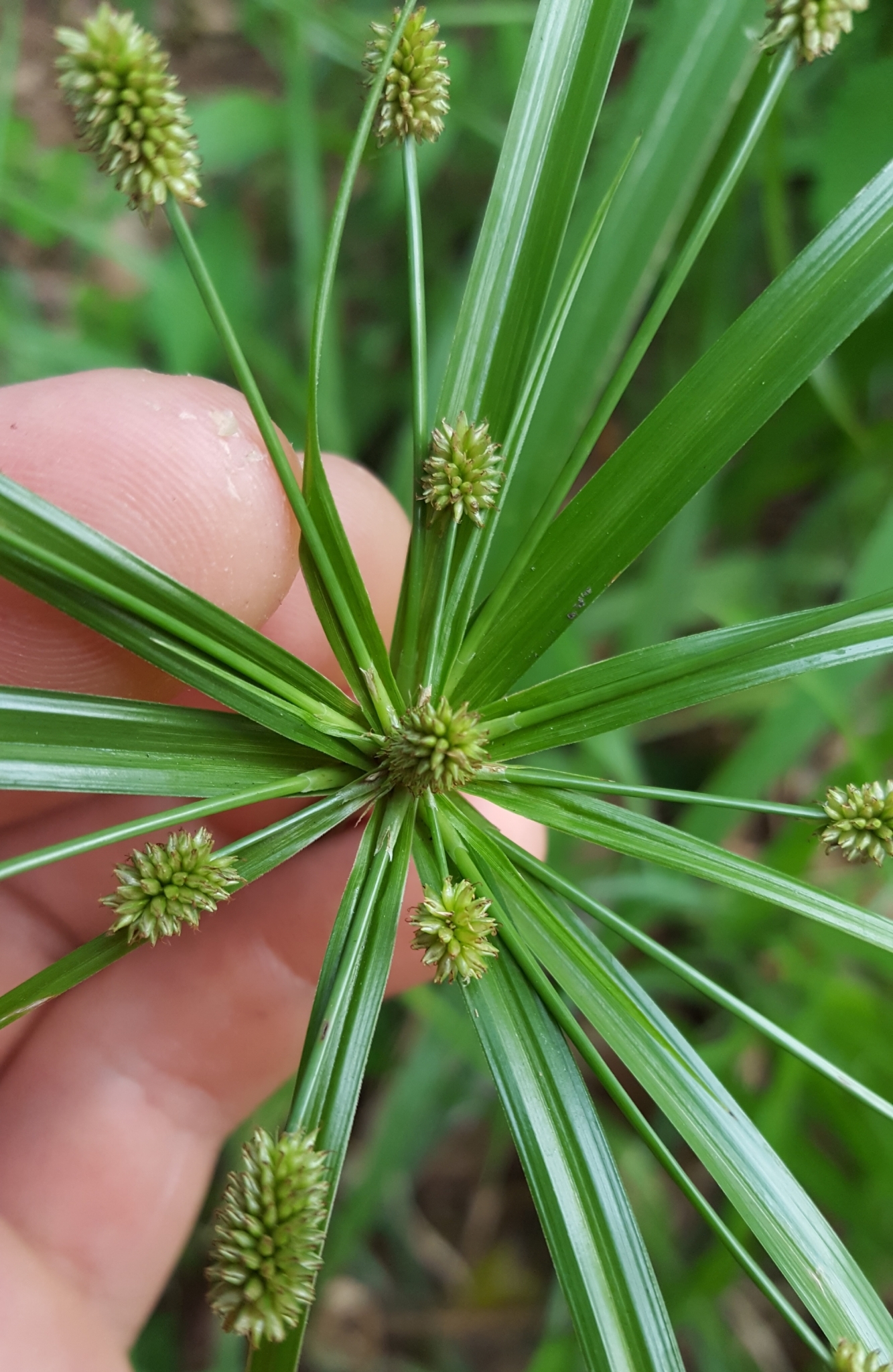 (c) François Rousseu, certains droits réservés (CC BY-NC) https://www.inaturalist.org/observations/109248630