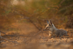 Bengal Fox photo 4