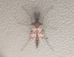 Psectrotanypus varius