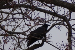 Corvus corone