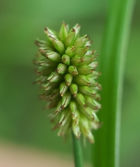 Cyperus thomensis