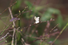 Carlowrightia arizonica