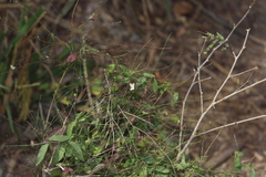 Carlowrightia arizonica