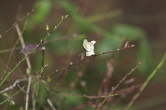 Carlowrightia arizonica