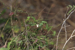 Carlowrightia arizonica