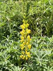 Lupinus densiflorus