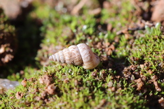 Cochlostoma septemspirale