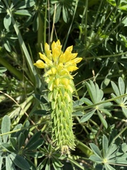 Lupinus densiflorus