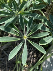 Lupinus densiflorus