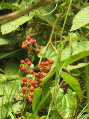 Rubus urticifolius