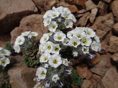 Combera paradoxa