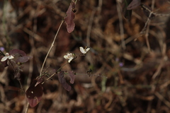 Carlowrightia arizonica