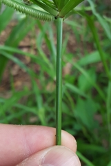 Cyperus thomensis