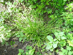 Carex strigosa