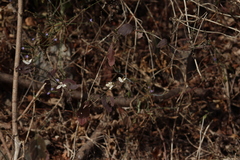 Carlowrightia arizonica