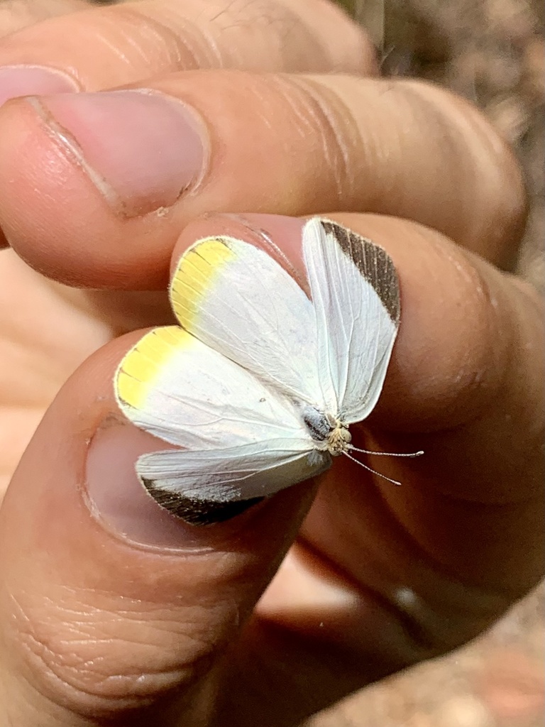 Eurema phiale
