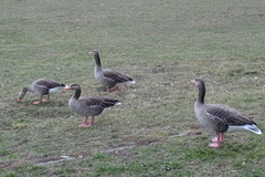 Anser anser