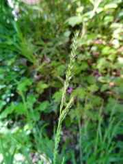 Carex strigosa