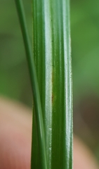 Cyperus thomensis
