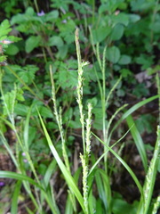 Carex strigosa