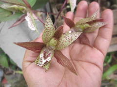 Catasetum laminatum