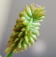 Cyperus thomensis