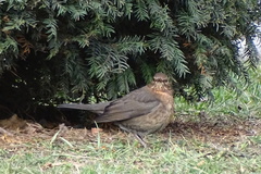Turdus merula