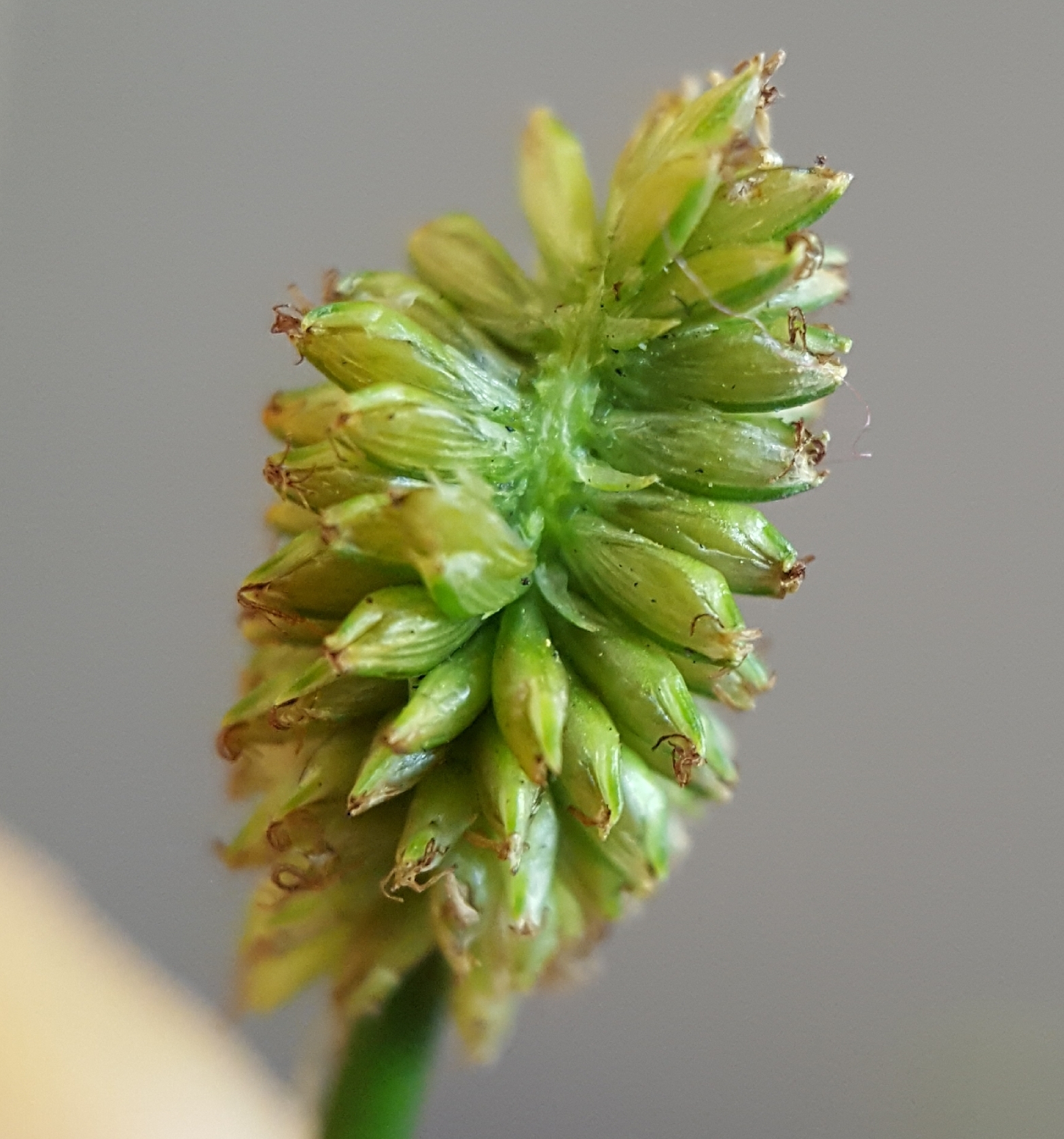 (c) François Rousseu, certains droits réservés (CC BY-NC) https://www.inaturalist.org/observations/109248630