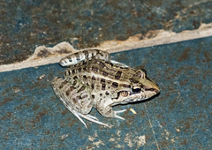 Leptodactylus macrosternum