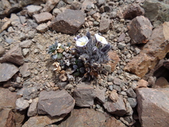 Combera paradoxa