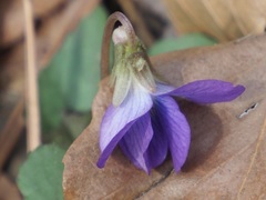 Viola hirsutula