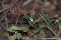 Carlowrightia arizonica