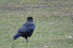 Corvus cornix × corone