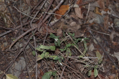 Carlowrightia arizonica