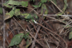 Carlowrightia arizonica