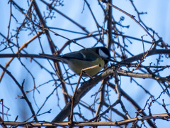 Parus major