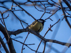 Parus major