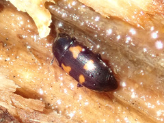 Glischrochilus quadripunctatus