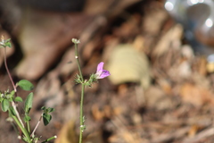 Dicliptera resupinata