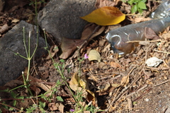 Dicliptera resupinata