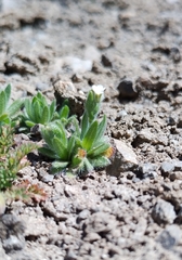 Plagiobothrys tenellus