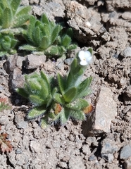 Plagiobothrys tenellus