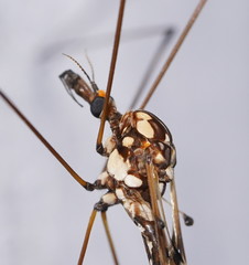 Ischnotoma