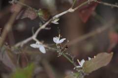 Carlowrightia arizonica
